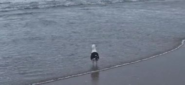 Siyah başlı martı sahilde