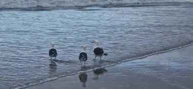 Bir grup martı sahilde, denizde..