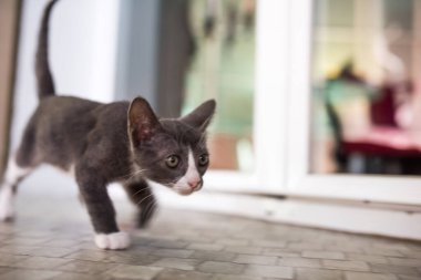 Meraklı bir kedi yavrusu Sevilla, İspanya 'da bir evin fayanslı zemininde yürüyor. Merak, evcil hayvanlar ve kapalı mekan maceraları için mükemmel bir tema..