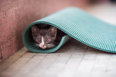 Sevimli kedi yavrusu Sevilla, İspanya 'da döşeli bir zeminde yoga minderinin içinden dışarı bakıyor..