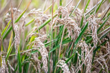 Donana Bataklıkları 'ndaki Sevilla Adası' ndaki olgun pirinç taneciklerinin yakın çekimi. Canlı ve bol miktarda hasat toplanmaya hazır..