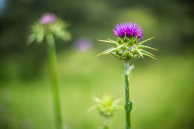 Yazın yemyeşil bir çayırda mor bir devedikeni gösteren Macro fotoğrafı doğanın güzelliğini vurguluyor..