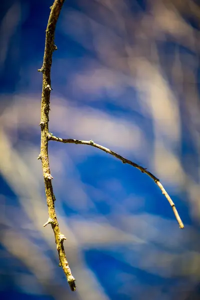 Çıplak ağaç dallarının detaylı görüntüsü ve mavi kış göğüne karşı gövdeleri soğuk ve sükuneti çağrıştırıyor..