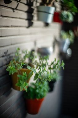 Tuğla bir duvarda sergilenen renkli saksı bitkileri, güneş ışığıyla yıkanmış. Bahçe işleri, doğa ve açık hava dekorasyonu için ideal..