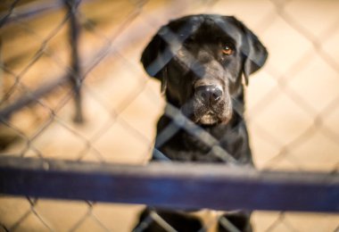 İspanya 'da çitin arkasındaki köpek.