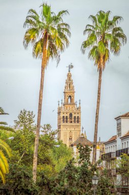 Giralda Kulesi iki palmiye ağacı tarafından çerçevelenmiş, Sevilla, İspanya