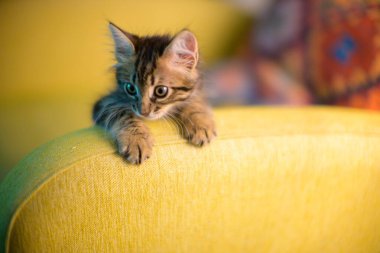 Sarı kanepenin kenarından bakan sevimli kedi yavrusu merakını ve şakacı doğasını sergiliyor..