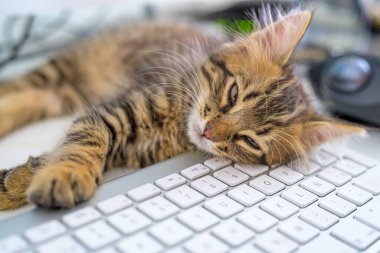 Şirin bir kedi yavrusu rahat bir ofis ortamında klavyede huzur içinde uyuyor. Yavru kedinin gevşek ifadesi bir sakinlik ve sükunet hissi veriyor..