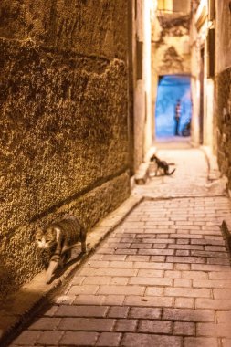 Fez, Fas Medine 'sinde iki kedi tesadüfen sokakta geziniyor..