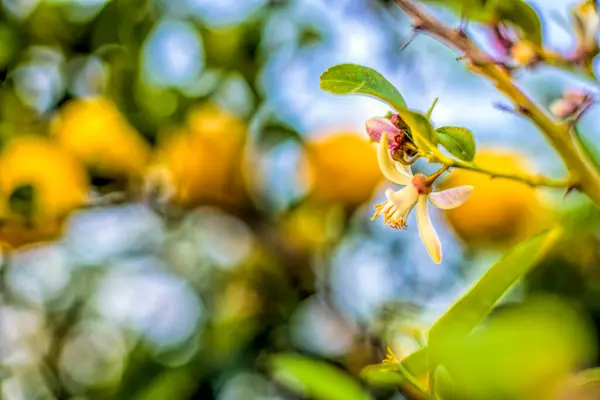 stock image Lemon tree blossom, Seville, Spain