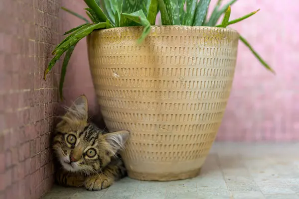 stock image Cute kitten hiding behind a large potted aloe vera plant. Captures a moment of curiosity and playfulness.