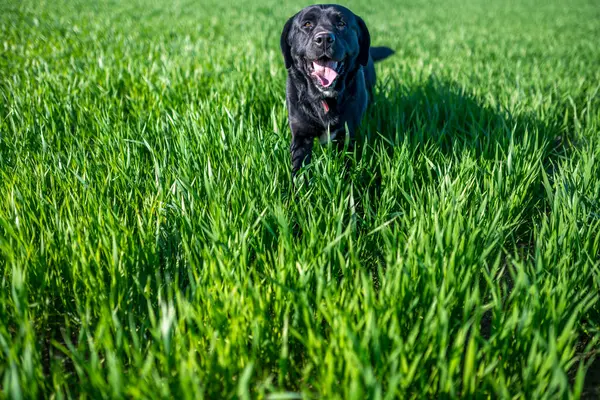 Dili dışarıda neşeli siyah bir Labrador köpeği, yemyeşil bir çim tarlasında oyun zamanının tadını çıkarıyor. Eğlencenin ve özgürlüğün özünü yakalamak.