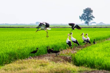 A stork perched on top of a white building in the lush green rice fields of Puebla del Rio, Sevilla, Andalucia, Spain clipart