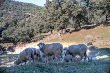 Güneşli bir günde ağaçların altında Villaviciosa de Cordoba, Andalucia kırsalında koyunlar otluyor..