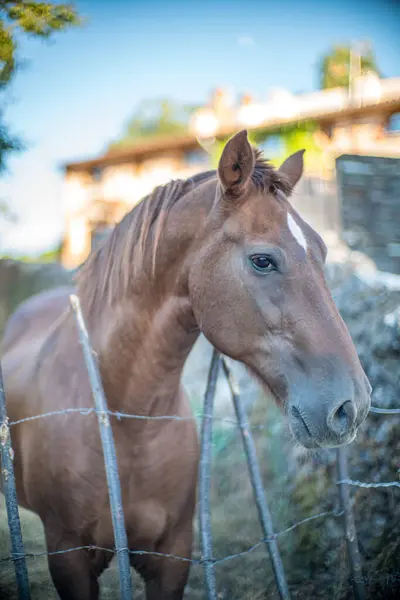 stock image Close up of a beautiful brown horse standing behind a fence in Fuenteheridos, province of Huelva, Andalucia, Spain.