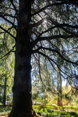 Fuenteheridos, Huelva, Endülüs, İspanya 'daki güzel Himalaya sedir ağacı. Güneş ışığı dalların arasından süzülüp huzurlu ve huzurlu bir atmosfer yaratır..