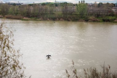 Cordoba, Endülüs, İspanya 'da bulunan Guadalquivir Nehri' ne tünemiş karabatak bir kuş çevresi doğal manzara ve sakin sularla çevrilidir..