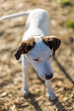 Güneşli bir günde, İspanya 'nın Sevilla kentindeki bir kır çiftliğinde açık alanın ve özgürlüğün tadını çıkaran başıboş bir köpek..