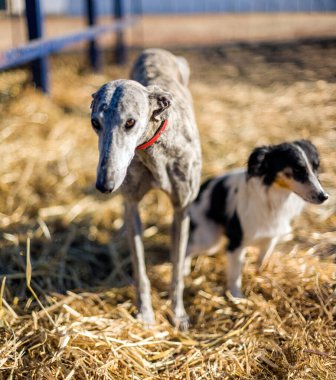 İspanya 'nın Sevilla kentindeki kırsal bir çiftlikte kurtarılmış iki sokak köpeği. Köpekler şefkatli ve güvenli bir çevrede..