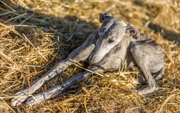 stock image A stray dog lying on hay in a rural field located in Sevilla, Spain. The dog appears relaxed in the warm outdoor setting.