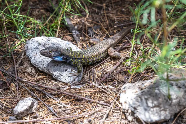 stock image Close up of a male Lagarto Tizon lizard with a distinctive blue spot resting on a rock in Tenerife, Canary Islands, Spain.