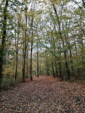 Normafa 'da yaprakları dökülen sonbahar ormanı