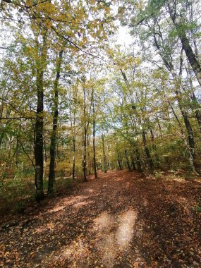 Normafa 'da sonbahar ormanında yürüyüş yaparken yerde kahverengi ve sarı yapraklar vardı.