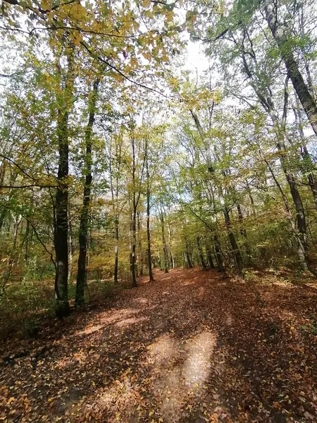 Normafa 'da sonbahar ormanında yürüyüş yaparken yerde kahverengi ve sarı yapraklar vardı.