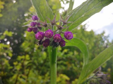 Common comfrey (simphytum officinale - fekete nadalyto) yakın çekim