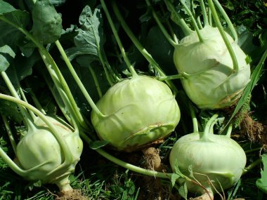 Kohlrabi ya da şalgam lahanası bahçedeki hasattan sonra yerde.