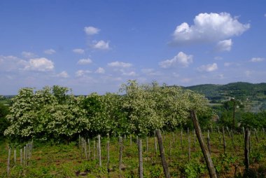 Macaristan 'daki Pilis tepeleri manzaralı asma ve ağaçlı köy bahçesi.