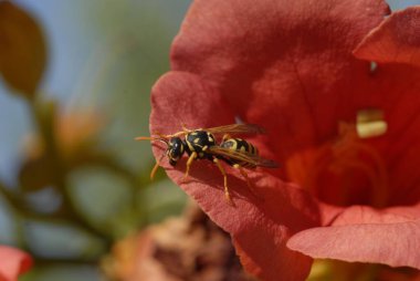 Orange Campsis radicans or trumpet creeper or trumpet vine close-up with a wasp on the edge clipart