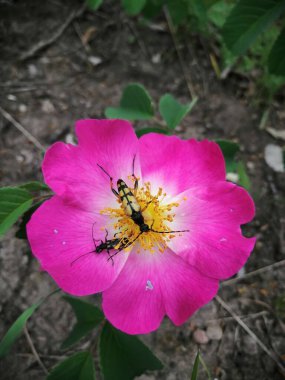 Two longhorn beetles (Clytus arietis) sitting on a French Rose (Rosa Gallica) clipart