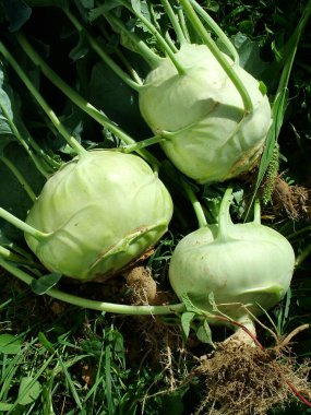 Bahçedeki hasattan sonra yerde üç kohlrabi veya şalgam lahanası