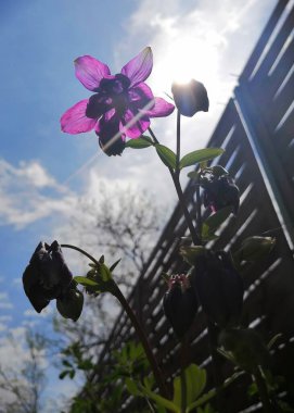 Bahar sonu ve yaz başında, mor Aquilegia vulgaris bahçede güneşe karşı alttan bakınca çiçek açar.