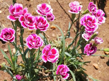 Pink and white multicolored Dianthus (Hardy Pinks with spring mood natural background and wellness concept with copy space.