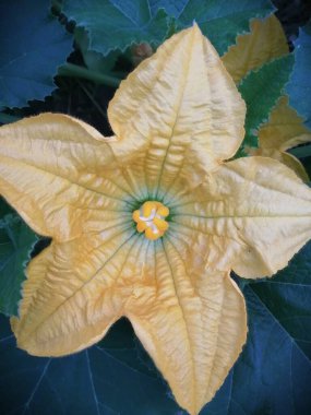 A natural yellow pumpkin's flower bloom in the garden with its leaves in the background clipart