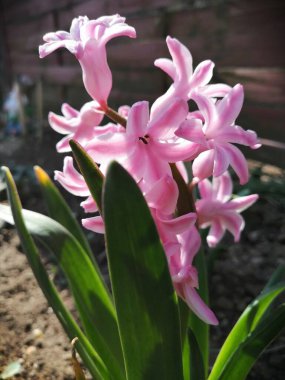 Blooming pink hyacinth in the garden.