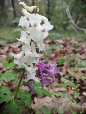 Blooming white and purple Corydalis cava (Hollowroot) close-up in the forest clipart