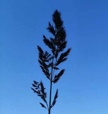 Calamagrostis Karl Foerster Tüy Reed Çimeni 'ne karşı güneş ve mavi gökyüzü. Bahçedeki kuru bitkiler..