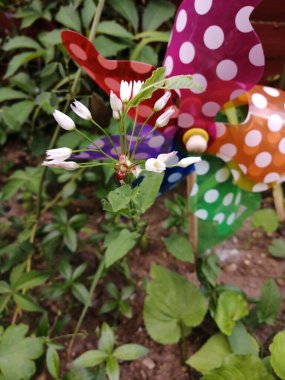 Allium canadense (Meadow garlic or Wild garlic) blossoms with bulblets in the garden with a colorful pinwheel in thte background. clipart