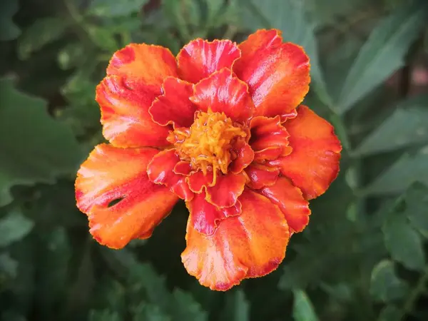 stock image Blooming orange marigold (Tagetes) flower close-up on a green background with leaves.