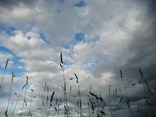 stock image Calamagrostis Karl Foerster Feather Reed Grass against sun and clouds on a meadow. Dry plants in the garden.