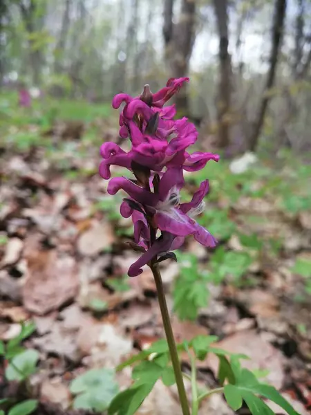 stock image Blooming purple Corydalis cava (Hollowroot) close-up in the forest