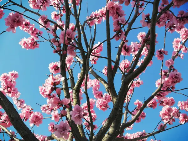 stock image Cherry, Prunus cerasus blossom with pink flowers on branches blue sky background