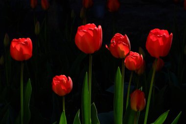 Red tulips on a black background natural background and wellness concept with copy space.