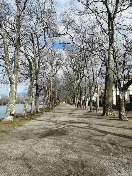 Kışın Balatonfred, Macaristan 'da kel ağaçlarla Lakeside gezintisi