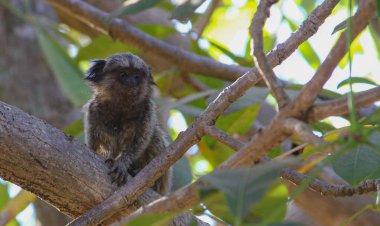 Koyu tüylü ve anlamlı gözlü küçük bir maymun yeşil yapraklarla çevrili bir ağaç dalında oturuyor. Güneş ışığı yaprakların arasından süzülerek maymunun detaylı özelliklerini vurgular..