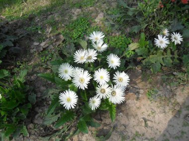 Çiçek açmış beyaz bir papatya kümesi..