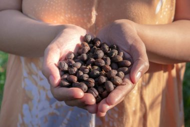 Elle veya geleneksel yöntemlerle kurutma işleminden geçen kahve çekirdekleri. endüstriyel olmayan yöntem.